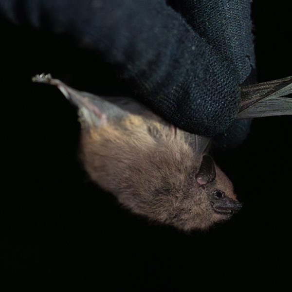 Saccopteryx antioquensis-1