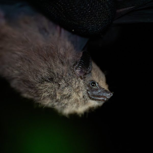 Saccopteryx antioquensis-4